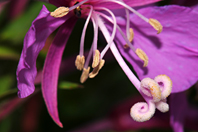 Epilobium angustifolium